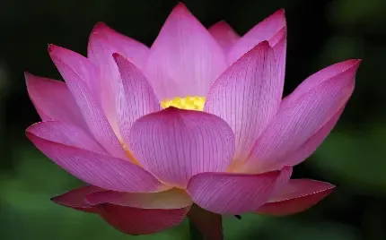  عکس گل نیلوفر آبی برای صفحه کامپیوتر