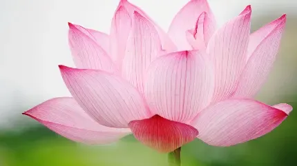  عکس گل نیلوفر آبی برای صفحه کامپیوتر