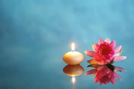  عکس گل نیلوفر آبی برای صفحه کامپیوتر