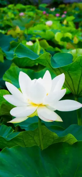  عکس گل نیلوفر آبی برای صفحه کامپیوتر
