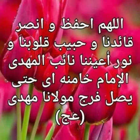 عکس گل لاله قرمز و سفید