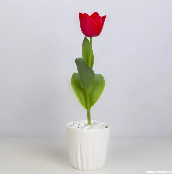 عکس گل لاله با کیفیت بالا