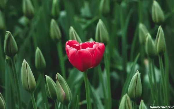 عکس گل لاله با کیفیت بالا