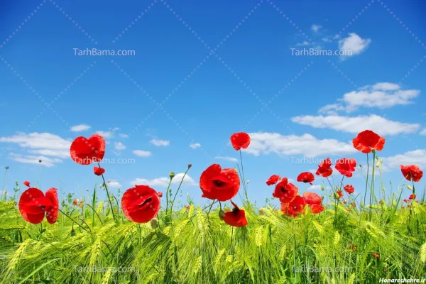 عکس گل لاله با کیفیت بالا