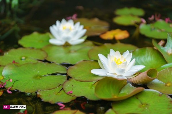 عکس گل نیلوفر آبی هنری