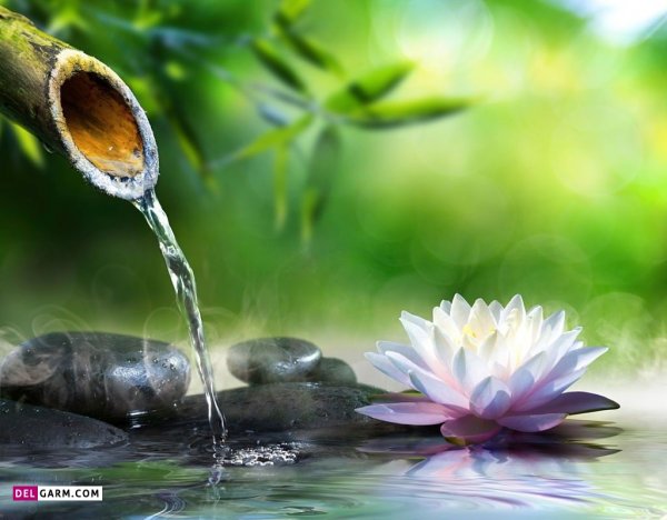 عکس گل نیلوفر آبی هنری