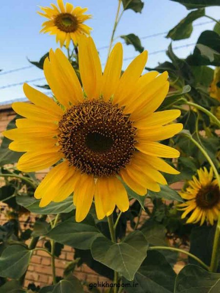  عکس گل های جالب و زیبا