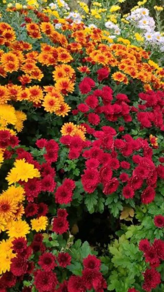  عکس گل های جالب و زیبا