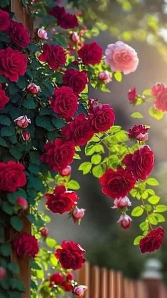  عکس گل های جالب و زیبا