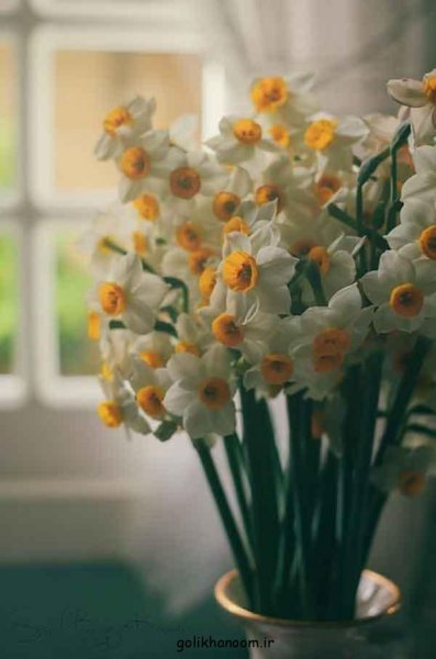  عکس گل های جالب و زیبا