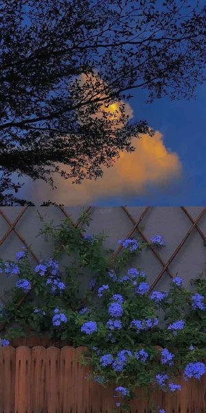  عکس گل های جالب و زیبا