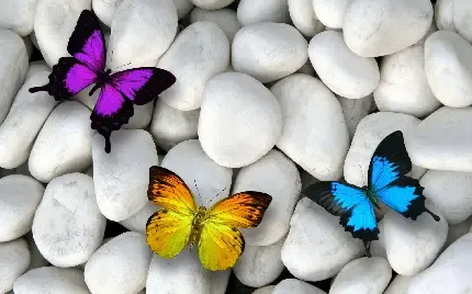  بک گراند پروانه زیبا روی گل