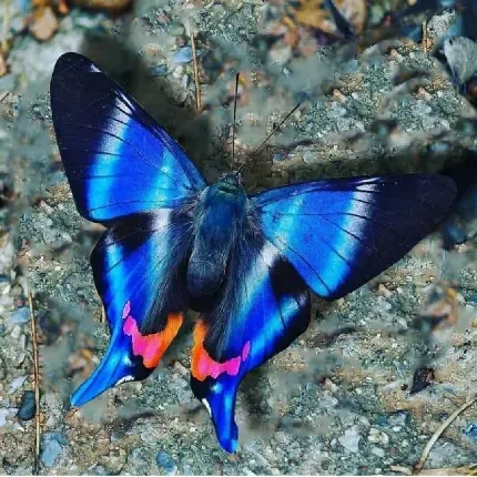  بک گراند پروانه زیبا روی گل