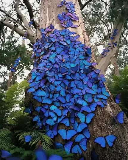  بک گراند پروانه زیبا روی گل