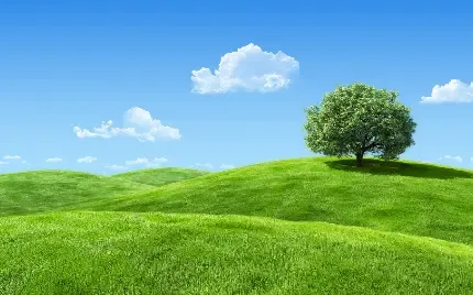 عکس پس زمینه چمنزار با کیفیت بالا