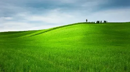  عکس پس زمینه چمنزار با کیفیت بالا