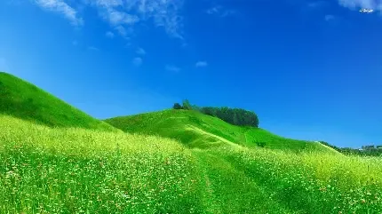  عکس پس زمینه چمنزار با کیفیت بالا