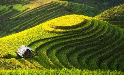  عکس پس زمینه چمنزار با کیفیت بالا