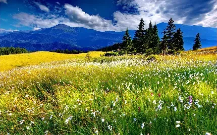  عکس پس زمینه چمنزار با کیفیت بالا