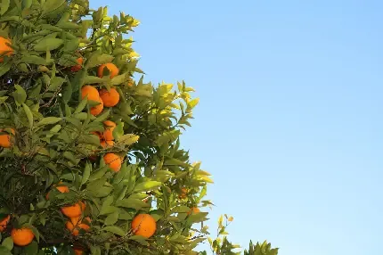  والپیپر آسمان آبی با ابر های سفید