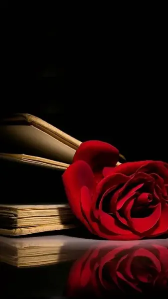  عکس گل رز قرمز و سفید