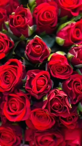  عکس گل رز قرمز و سفید