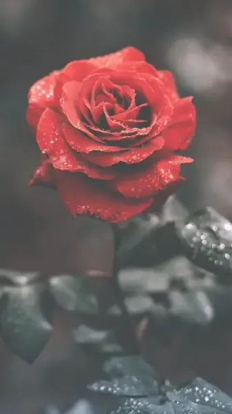  عکس گل رز قرمز و سفید