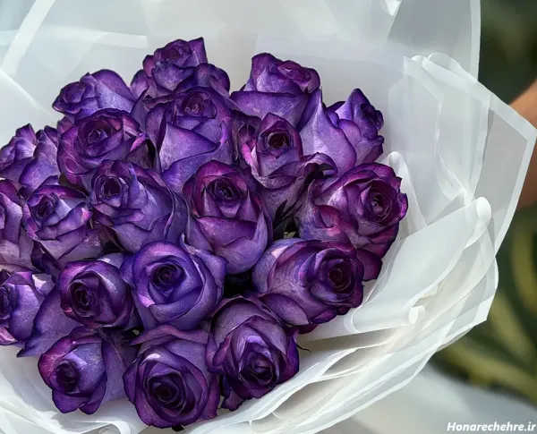 عکس گل رز بنفش برای پروفایل