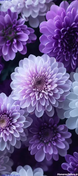  عکس گل بنفش برای پروفایل واتساپ