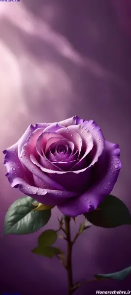  عکس گل رز بنفش مخملی