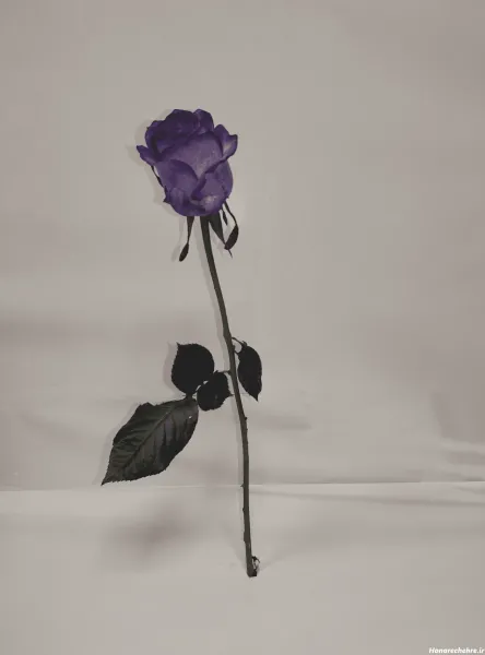  عکس گل رز بنفش مخملی