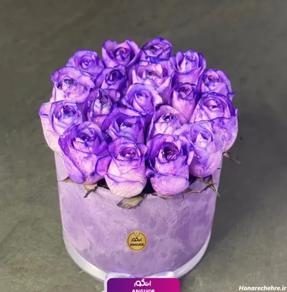  عکس گل رز بنفش مخملی