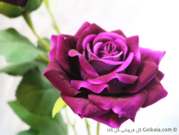  عکس گل رز بنفش مخملی
