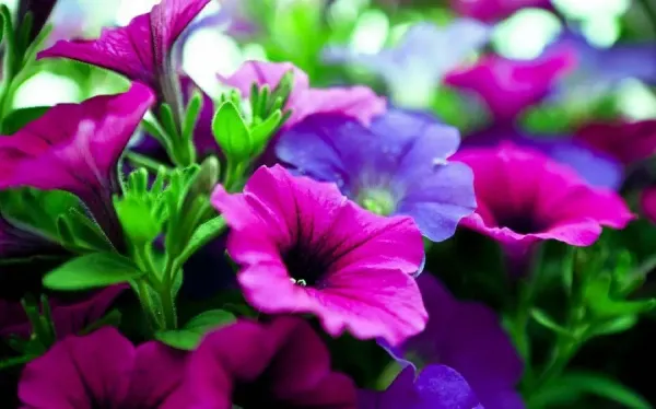  عکس گل بنفش فانتزی