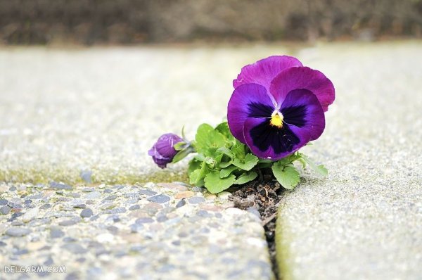  عکس گل بنفشه برای پروفایل