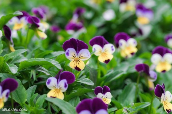  عکس گل بنفشه برای پروفایل