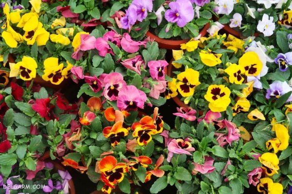  عکس گل بنفشه برای پروفایل