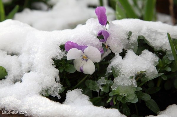  عکس گل بنفشه برای پروفایل