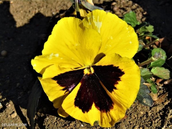  عکس گل بنفشه برای پروفایل