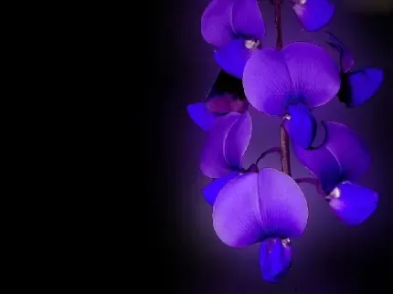  عکس گل بنفشه وحشی