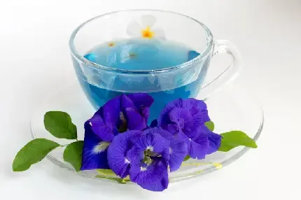  عکس گل بنفشه وحشی