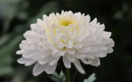  عکس گل بنفشه وحشی