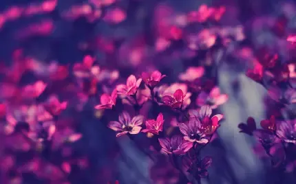  عکس گل بنفشه وحشی