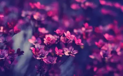 عکس گل بنفشه وحشی