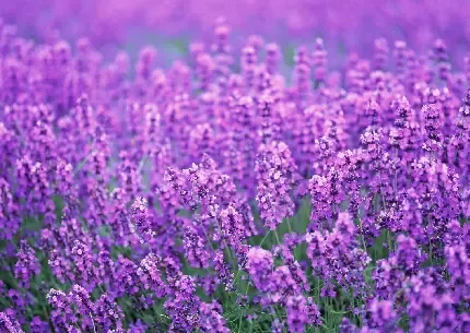  عکس گل بنفشه وحشی