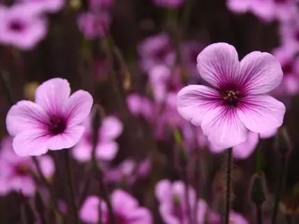  عکس گل بنفشه وحشی