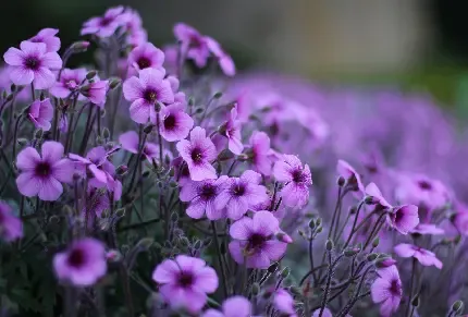  عکس گل بنفشه وحشی