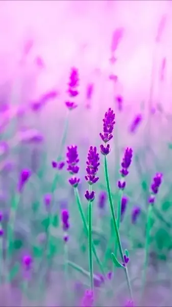  عکس گل بنفشه وحشی