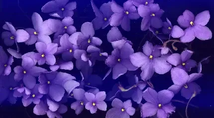  عکس گل بنفشه وحشی