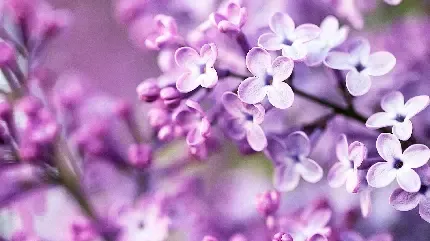  عکس گل بنفشه وحشی